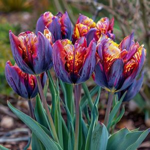 Тюльпан Опал Дрим купить по цене от 207р. в интернет-магазине «Посадика» с доставкой почтой в в Ельняе и по всей России – [изображение №1].